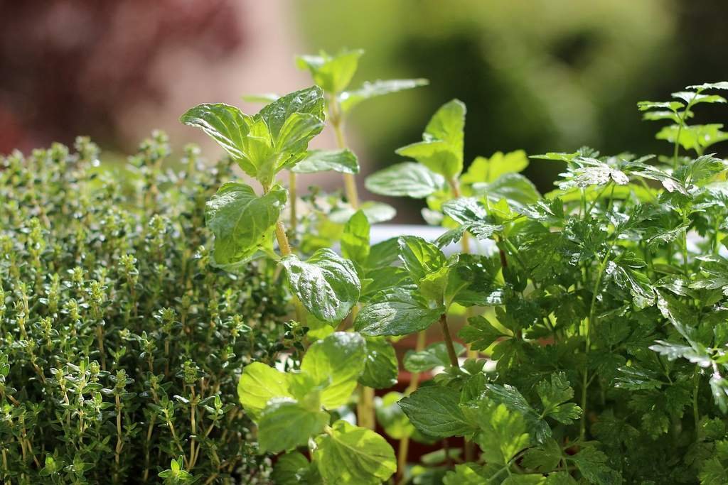 Organic herbs cultivation